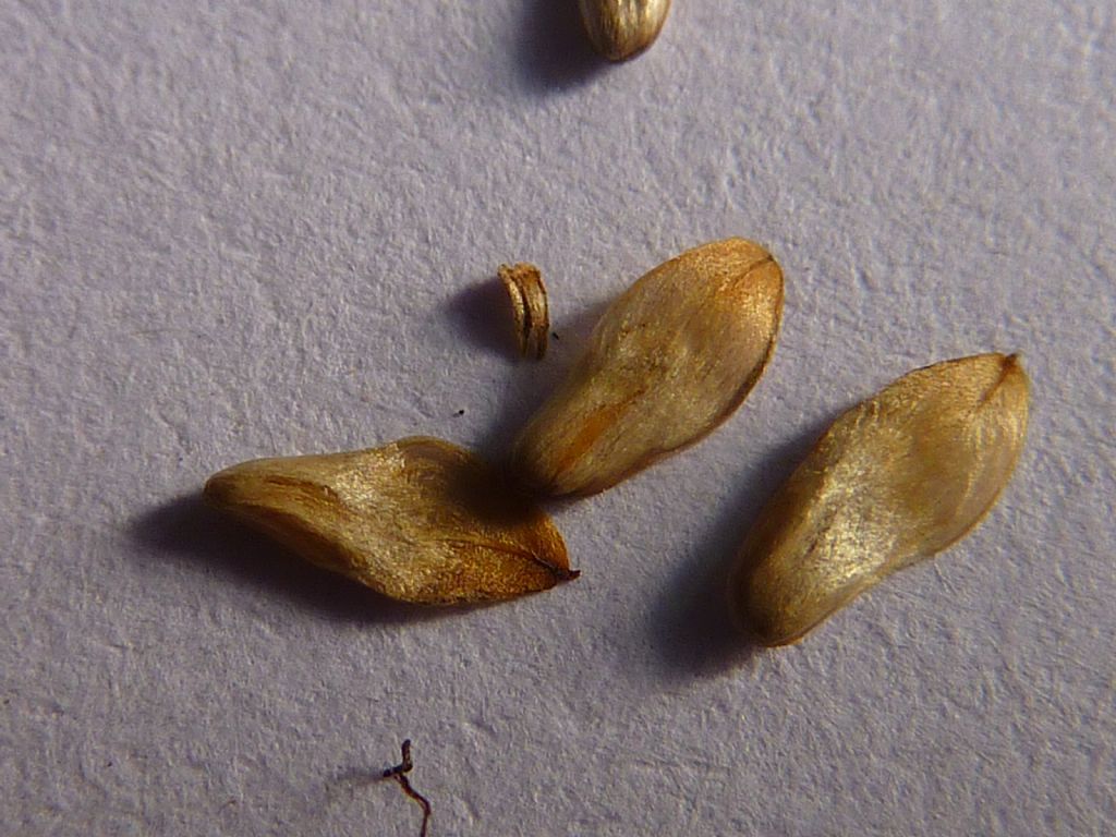 identificazione albero: Casuarina cunninghamiana